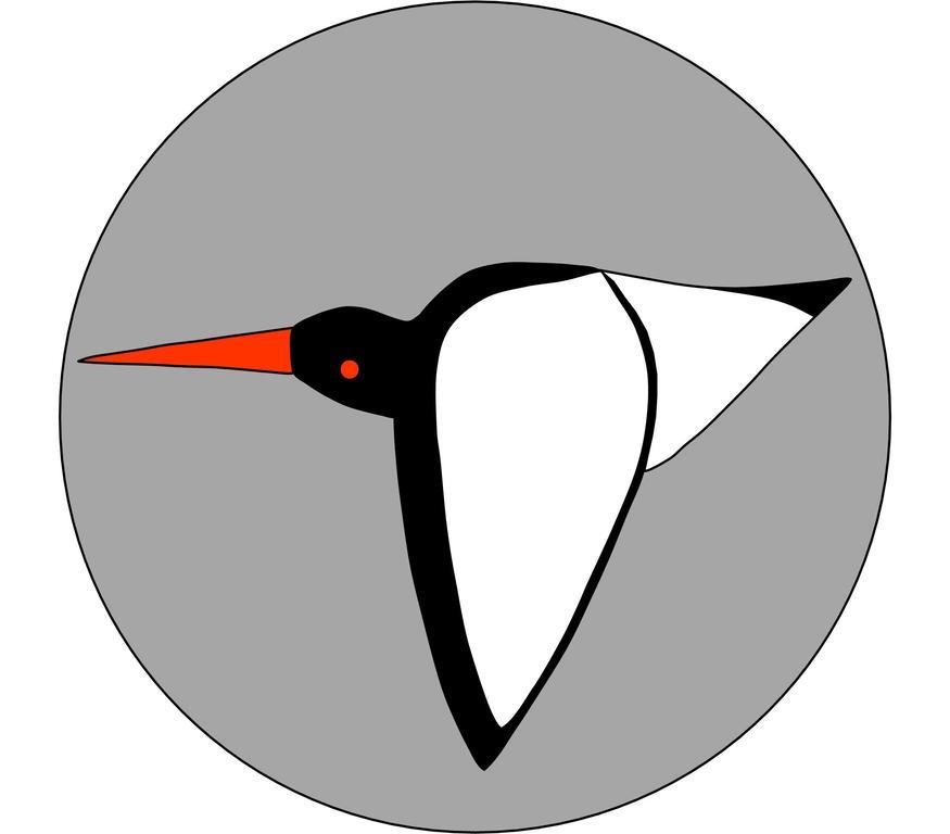 Oystercatcher St Ives  Luaran gambar